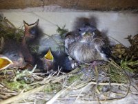 Sparrow or whinchat  and black redstart chicks.jpg