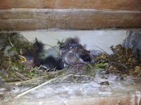 Sparrow or whinchat and black redstart chicks 2.jpg