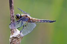 4 Spotted Chaser20150630KibblesworthIMG_3757.jpg