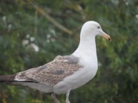 young gull.jpg