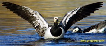 Branta_canadensis_wing_net.JPG