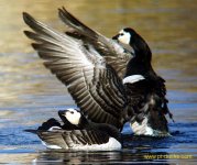 Branta_canadensis_Optolyth100_XW20.JPG