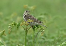 pipit.JPG