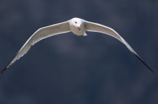 Audouin's-Gull-Port-de-Pollenca-(16)-web.jpg