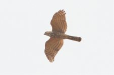 1b Accipiter Myanmar.jpg