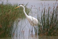 Great-White-Egret-(43)-web.jpg