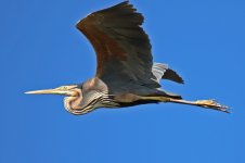 Purple-Heron-(11)-web.jpg