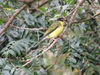 male aus  figbird 30 6 15 (37).JPG