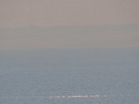 IMG_1662 Gtr Flamingo mtns behind@ Dead Sea .JPG