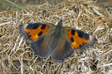 Small TortoiseshelIMG_3910.jpg