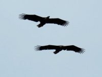 White-tailed Eagles (4).JPG