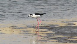 Black-winged Stilt.jpg