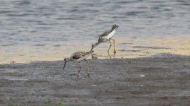 Marsh Sandpiper.jpg