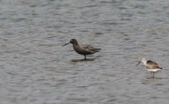 Spotted Redshank.jpg