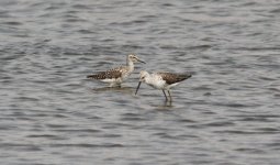 Wood Sandpiper and Marsh Sandpiper.jpg