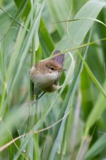 Reed Warbler.jpg