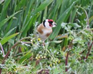 goldfinch2b.jpg