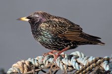 Starling-(30)-smallweb.jpg