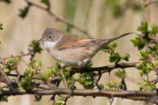 Whitethroat-(2)-web.jpg