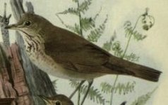 Gray cheeked Thrush.jpg