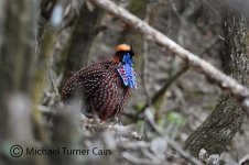 Temminck's Tragopan above Wolong, Sichuan, China  280415 s.jpg