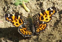 150430 06 Map Butterfly - Araschnia levana 01 08 (HU).jpg