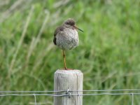 redshank.JPG