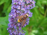 Volucella zonaria.JPG