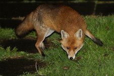 20150519_Red_Fox_Black_Notch (1) (800x533).jpg