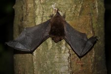 20150523 (15)_Daubentons_Bat (800x533).jpg