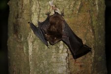 20150523 (16)_Daubentons_Bat (800x533).jpg