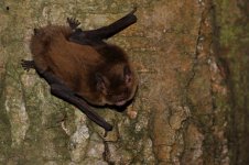 20150523 (17)_Soprano_Pipistrelle (800x533).jpg