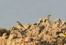 Yellow Wagtails.jpg