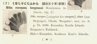 bergmani MOMIYAMA 1931 .jpg