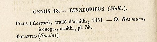 Linneopicus MALHERBE 1850. .jpg