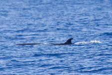 Bryde's-Whale-10.1.jpg