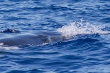 Bryde's-Whale-12.1.jpg