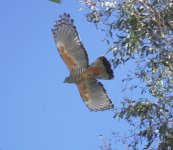 pacific baza 29 4 14 (13).JPG