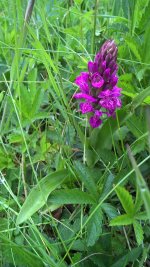 northern_marsh_orchid.jpg