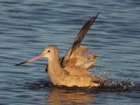 PA120186_Godwit_bath1.jpg