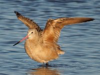 PA120206_Godwit_bath2.jpg