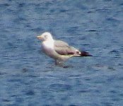 Caspian Gull.jpg