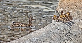 Duck & Ducklings_DSCF20324BF.jpg