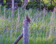 Hepatic Cuckoo.jpg