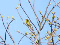 Blackburnian Warbler.jpg