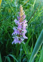 Common Spotted Orchid Coney Meadow.jpg