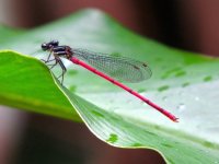 IMG_3023 Chinese Mountain Damsel @ Sunset Peak.JPG