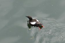 Black Guillemot.jpg