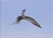 Common Tern.jpg