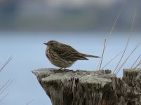 mpipits.jpg